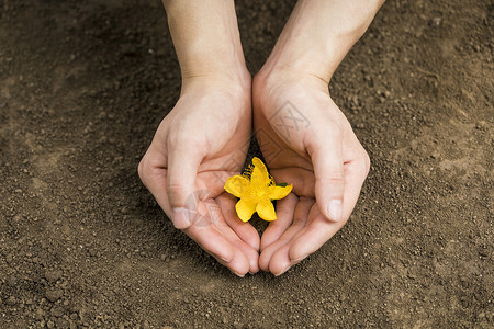 双手呵护泥土里的黄花背景图片