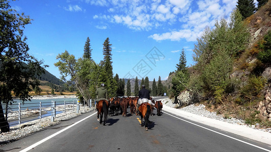 大美新疆唐布拉百里画廊公路上的牛群图片