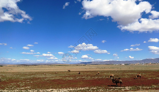 新疆是个好地方大美新疆一路好风光背景