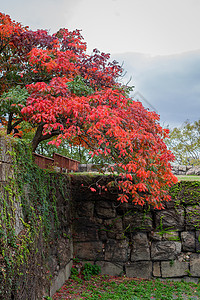 大阪红叶日本秋景红叶背景