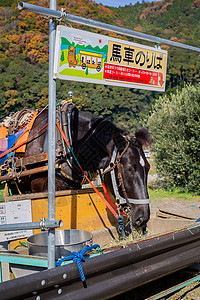 日本嵯峨野马高清图片