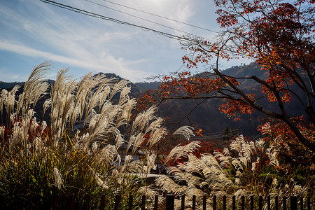 日本京都风景鲜艳高清图片素材