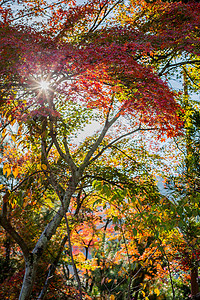 红枫树林秋天高清图片素材