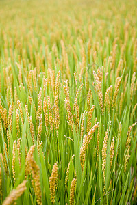金黄稻子稻谷背景