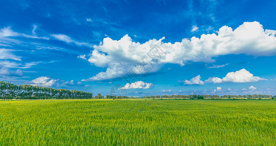 金秋丰收季麦田背景