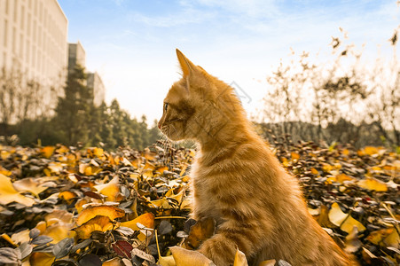 秋天玩耍的猫图片