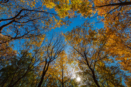 秋色的树林图片