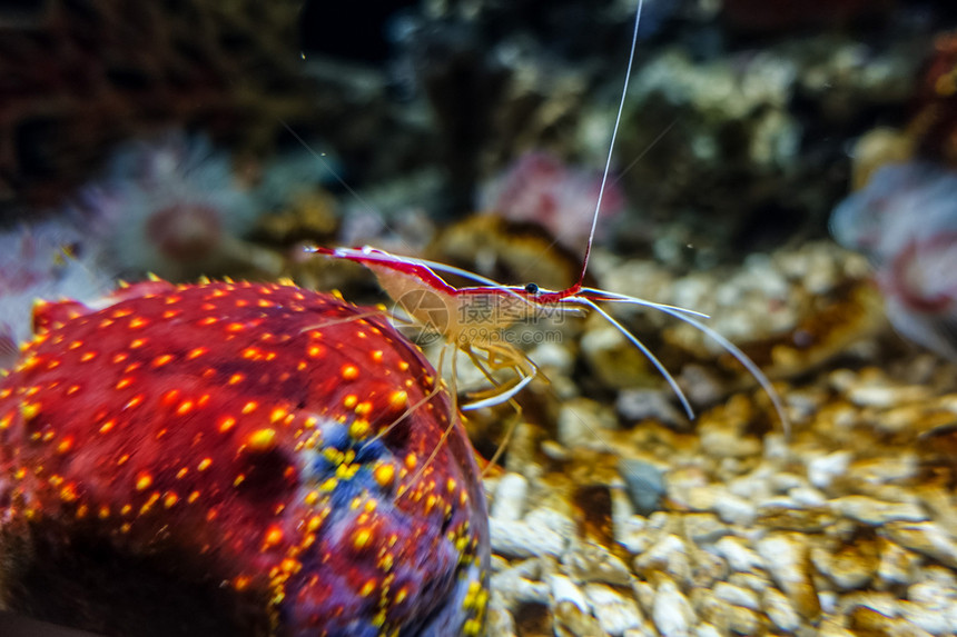 南昌万达海洋乐园水族馆红虾图片