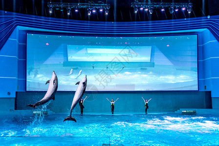 南昌万达海洋乐园海豚表演高清图片