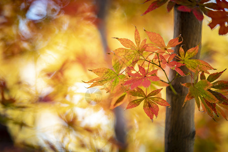 秋天的红叶自然高清图片素材