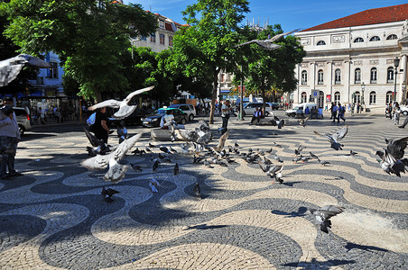 葡萄牙里斯本贝伦区广场鸽图片