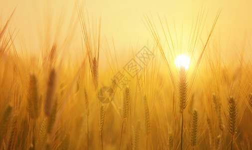 大豆小麦丰收季节设计图片