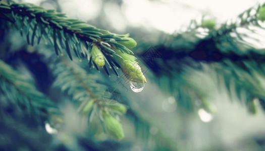 雨树枝寒露设计图片