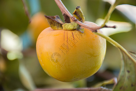 黄色的柿子甜柿子高清图片素材
