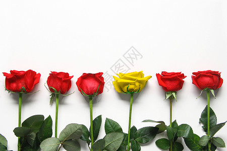 黄色玫瑰花花环特别颜色的玫瑰花设计图片