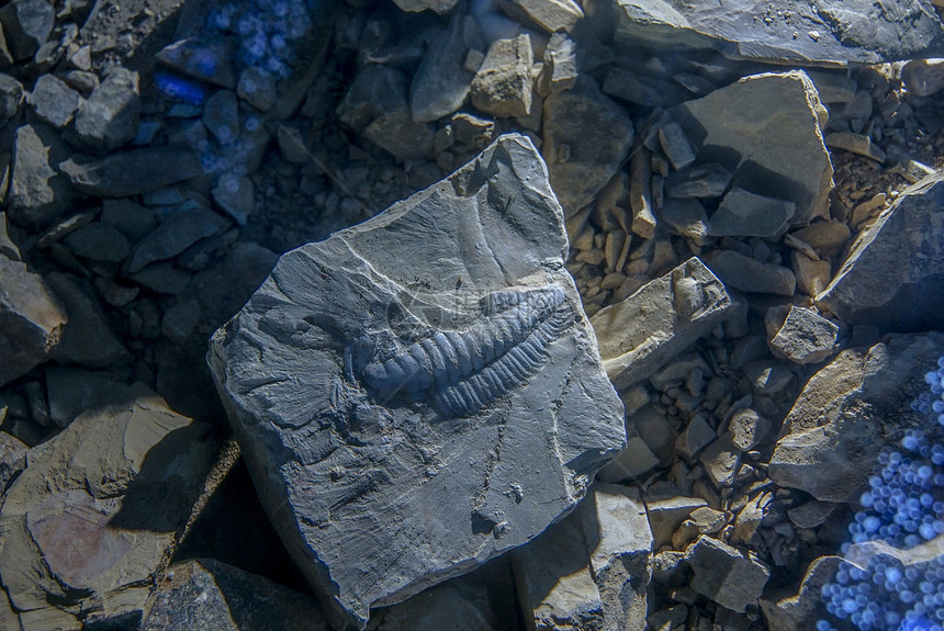 澄江帽天山古生物化石
