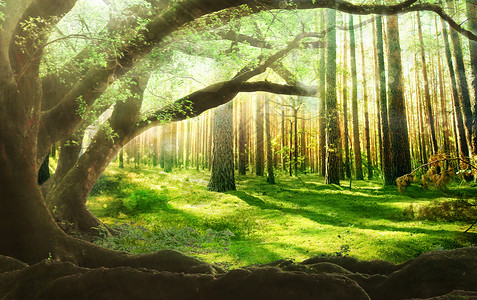 大树林梦幻森林设计图片