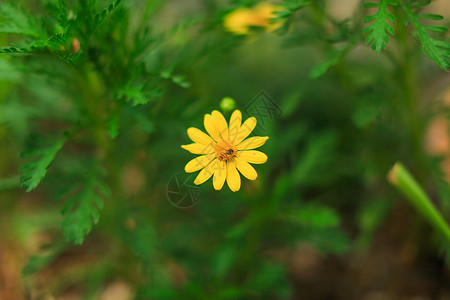 采菊花黄金菊与蜜蜂背景