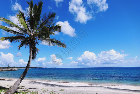 海滩椰子树组合莫桑比克海峡风光蓝天白云椰树海风背景