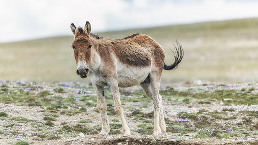 西藏无人区野驴图片