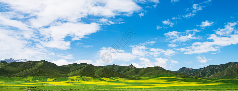 盛开的门源油菜花祁连山脉油菜花田背景