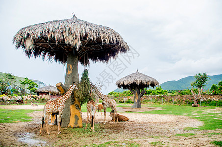 芽庄珍珠岛游乐园的长颈鹿背景图片