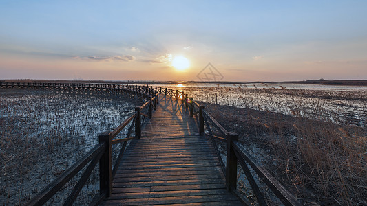 上海崇明西沙湿地公园背景图片