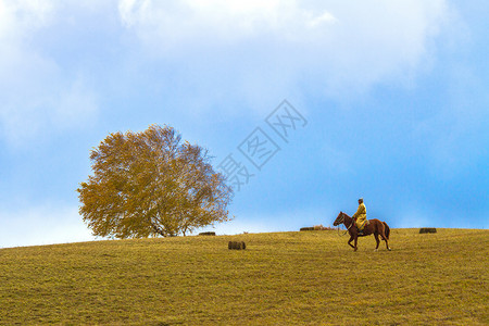 牧马的人内蒙古自治区乌兰布统景区秋色背景