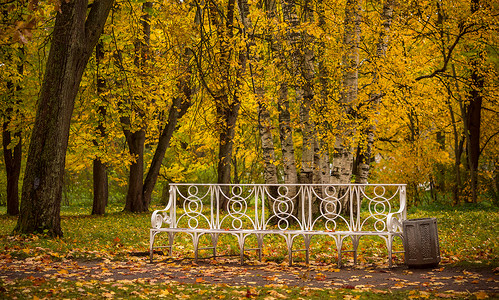 树木繁茂的金色俄罗斯秋季最美的皇家园林叶卡捷琳娜宫花园秋色背景