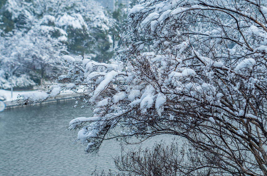 大雪后的天鹅湖公园图片