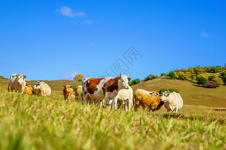牛羊肉卷内蒙古自治区乌兰布统天太永景点背景