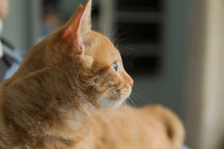 橘猫动物高清图片素材