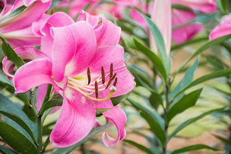 粉红色百合花百合花背景