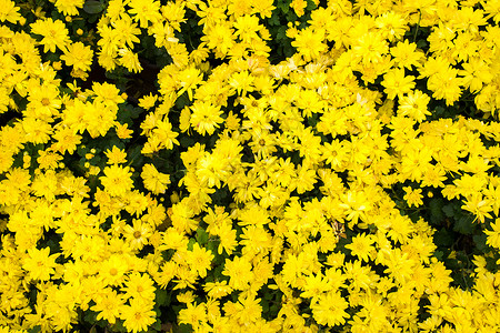 金黄色花朵画面满是金黄色小菊花背景