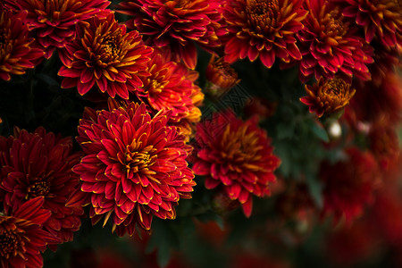 花卉水墨菊花花丛中的菊花群背景