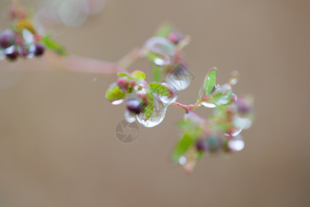 寒露露珠雨水高清图片素材