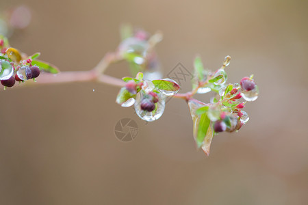 寒露露珠雨水节气高清图片素材