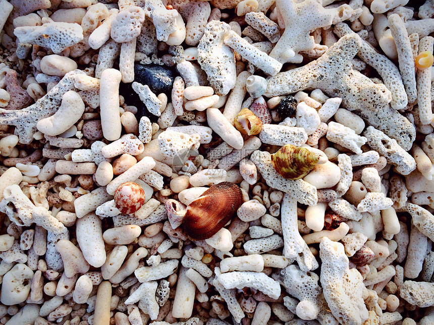 涠洲岛海滩贝壳图片