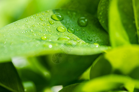 水露珠叶子上的水珠背景