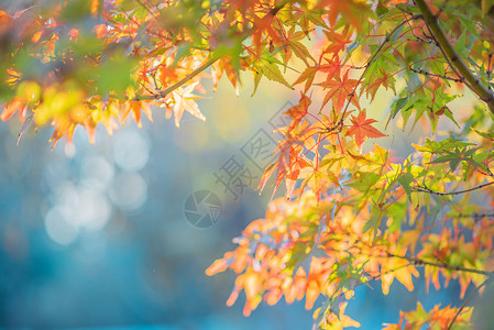 秋浓枫叶美红叶地肤高清图片