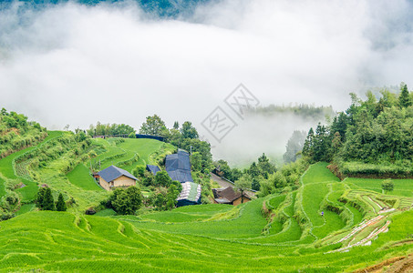 浙江丽水丽水云和梯田风光背景