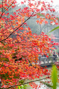 南京栖霞山的枫叶旅游高清图片素材