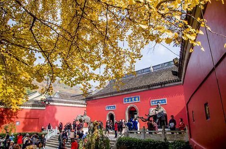 南京栖霞寺的红墙与银杏树木高清图片素材