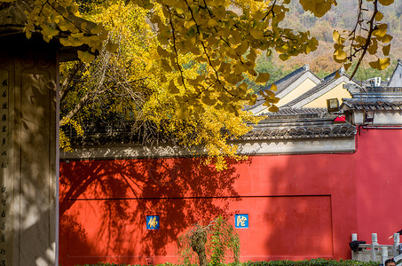 金黄树叶南京栖霞寺的红墙与银杏背景