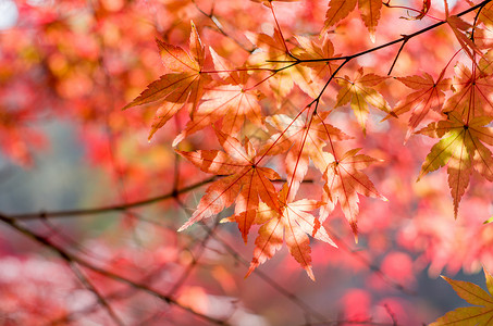 南京栖霞山的枫叶枫树高清图片素材