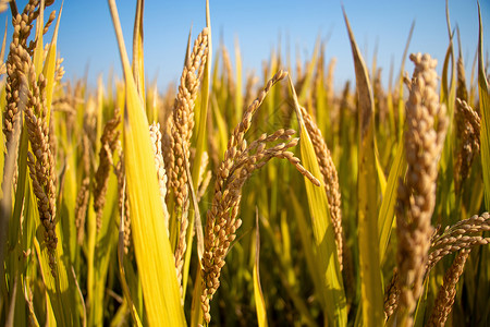 农作物生长良好水稻背景