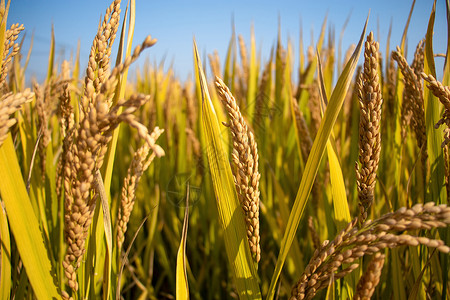 农产品保鲜水稻背景