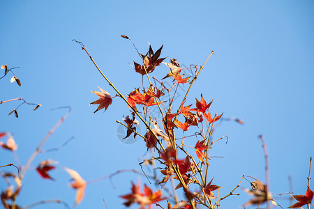 秋天枫叶枫树高清图片素材