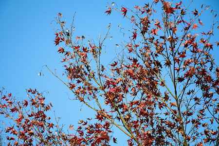 秋天枫叶红枫高清图片素材