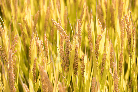 芒种时节水稻自然高清图片素材